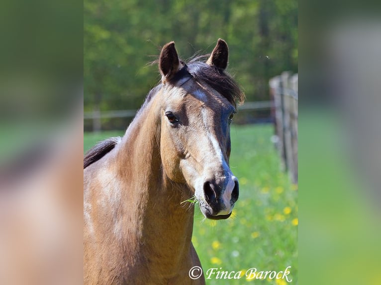 Deutsches Reitpony Wallach 15 Jahre 148 cm Falbe in Wiebelsheim
