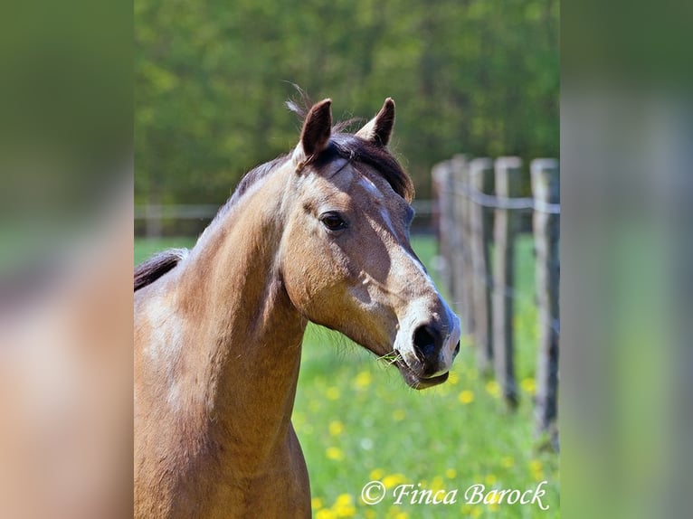 Deutsches Reitpony Wallach 15 Jahre 148 cm Falbe in Wiebelsheim
