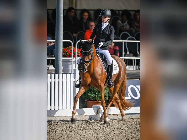 Deutsches Reitpony Wallach 15 Jahre 148 cm Fuchs in Malans GR