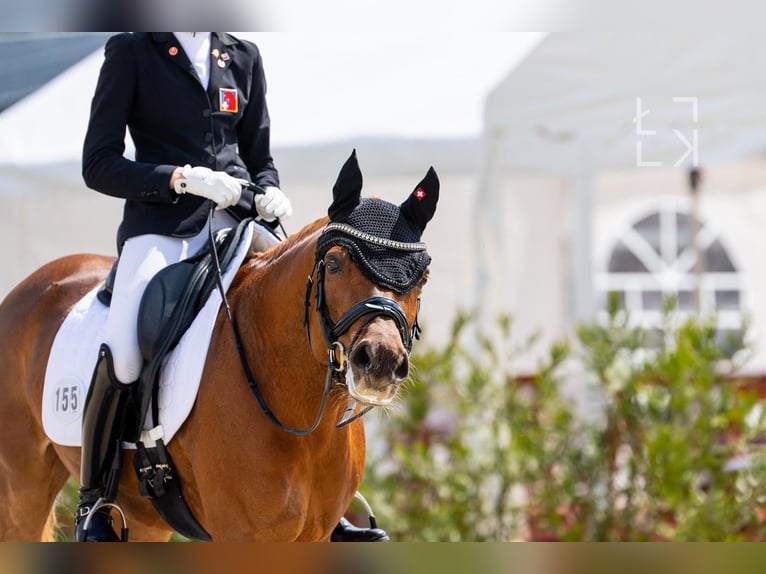 Deutsches Reitpony Wallach 15 Jahre 148 cm Fuchs in Malans GR