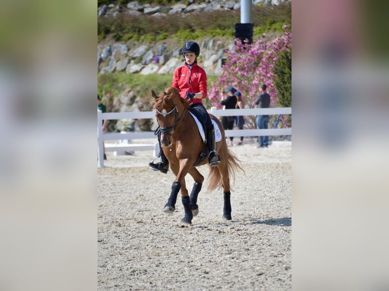 Deutsches Reitpony Wallach 15 Jahre 148 cm Fuchs in Malans GR