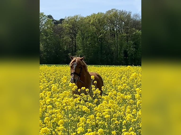 Deutsches Reitpony Wallach 15 Jahre 148 cm Fuchs in Warendorf