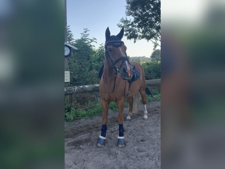 Deutsches Reitpony Wallach 15 Jahre 148 cm Fuchs in Warendorf