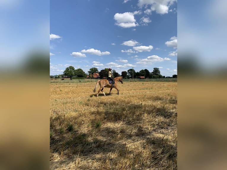Deutsches Reitpony Wallach 15 Jahre 148 cm Fuchs in Warendorf