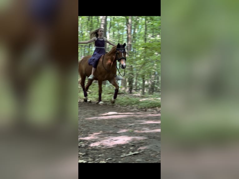 Deutsches Reitpony Wallach 15 Jahre 148 cm Fuchs in Warendorf