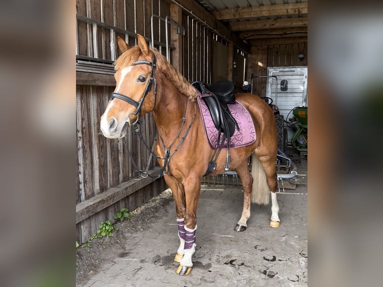 Deutsches Reitpony Wallach 15 Jahre 148 cm Fuchs in Warendorf