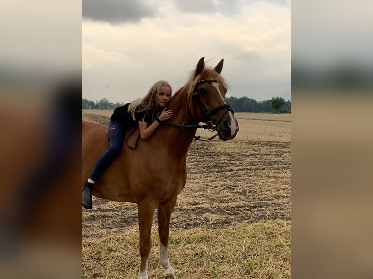 Deutsches Reitpony Wallach 15 Jahre 148 cm Fuchs in Warendorf
