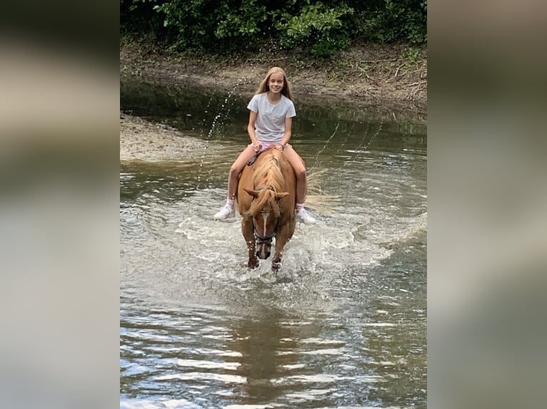 Deutsches Reitpony Wallach 15 Jahre 148 cm Fuchs in Warendorf