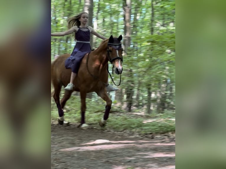 Deutsches Reitpony Wallach 15 Jahre 148 cm Fuchs in Warendorf