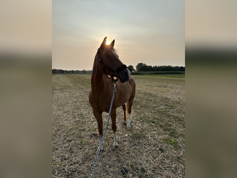 Deutsches Reitpony Wallach 15 Jahre 148 cm Fuchs in Warendorf