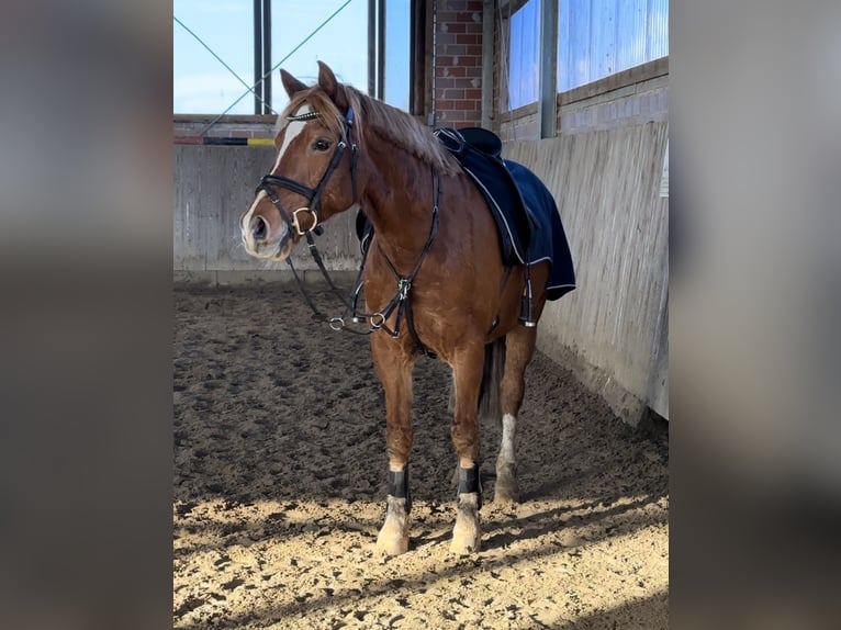 Deutsches Reitpony Wallach 15 Jahre 148 cm Fuchs in Warendorf