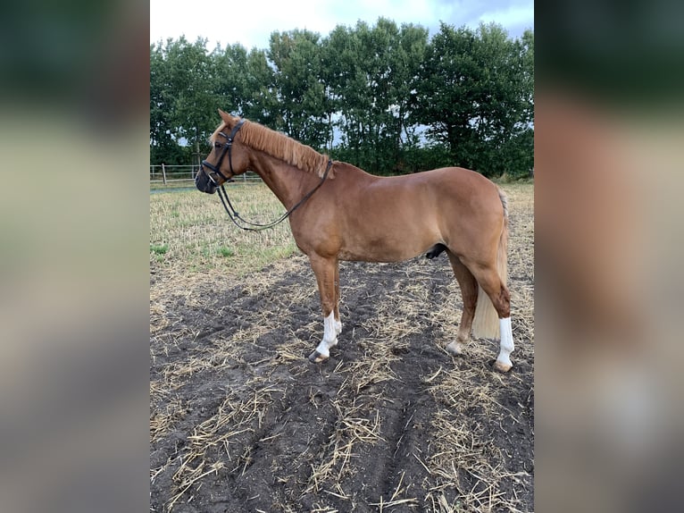 Deutsches Reitpony Wallach 15 Jahre 148 cm Fuchs in Warendorf