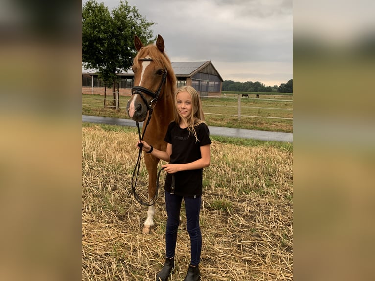 Deutsches Reitpony Wallach 15 Jahre 148 cm Fuchs in Warendorf