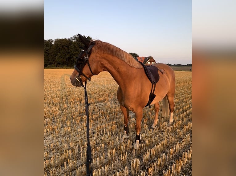 Deutsches Reitpony Wallach 15 Jahre 148 cm Fuchs in Warendorf