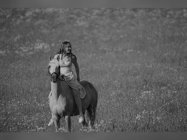 Deutsches Reitpony Wallach 15 Jahre 148 cm Palomino in Vechta