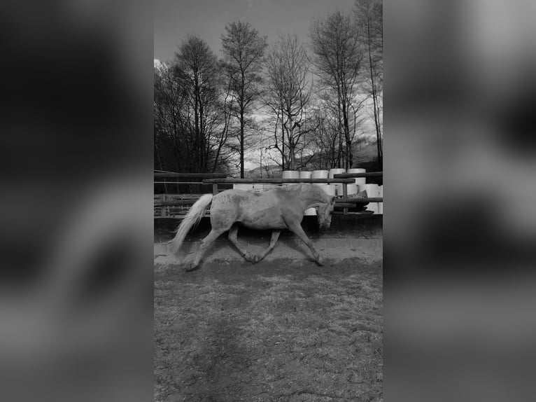 Deutsches Reitpony Wallach 15 Jahre 148 cm Palomino in Vechta