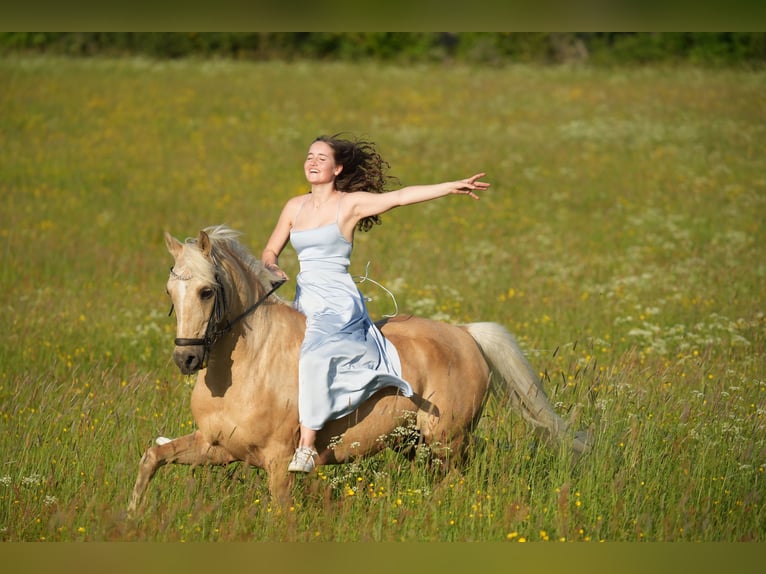 Deutsches Reitpony Wallach 15 Jahre 148 cm Palomino in Vechta