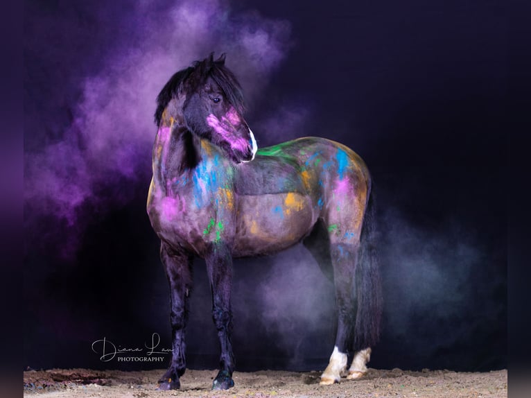 Deutsches Reitpony Wallach 15 Jahre 148 cm Rappe in Braunschweig