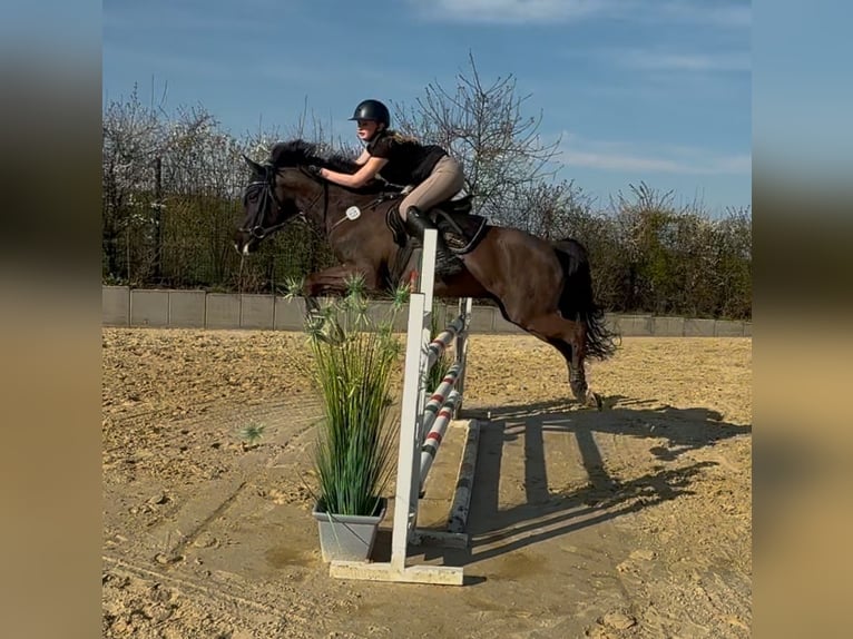 Deutsches Reitpony Wallach 15 Jahre 148 cm Rappe in Dortmund