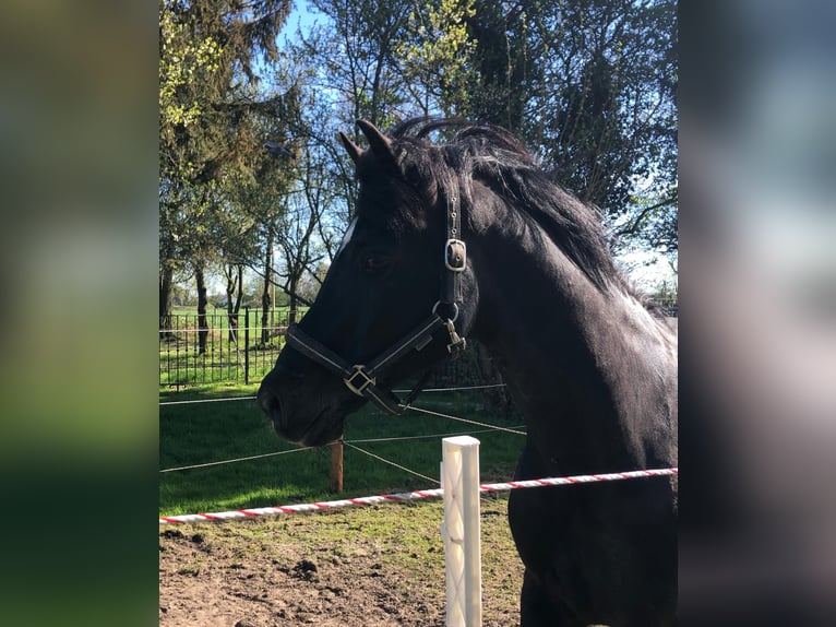 Deutsches Reitpony Wallach 15 Jahre 148 cm Rappe in Dortmund