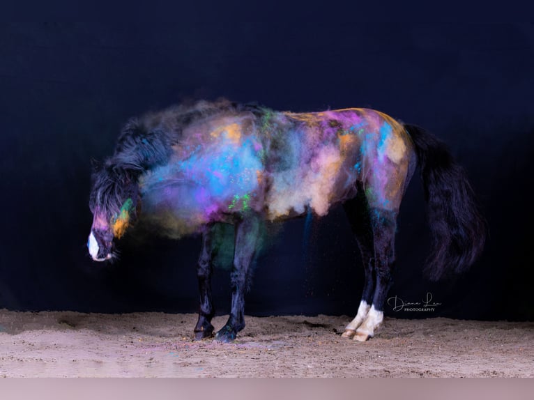 Deutsches Reitpony Wallach 15 Jahre 148 cm Rappe in Adelheidsdorf