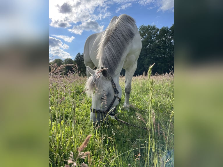 Deutsches Reitpony Wallach 15 Jahre 148 cm Schimmel in Dannenberg (Elbe)