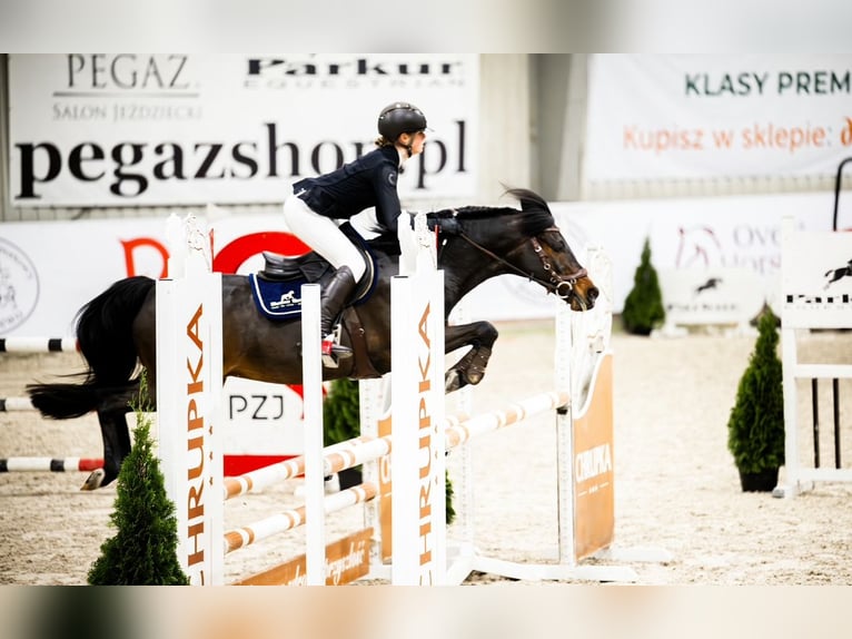 Deutsches Reitpony Wallach 15 Jahre 149 cm Schwarzbrauner in Strzelce Krajeńskie