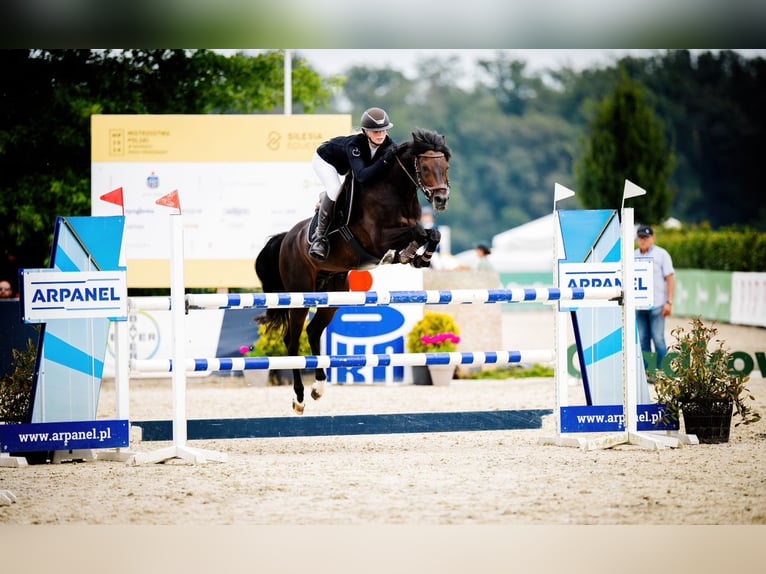 Deutsches Reitpony Wallach 15 Jahre 149 cm Schwarzbrauner in Strzelce Krajeńskie