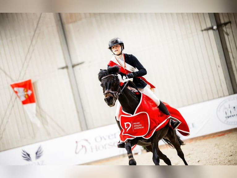 Deutsches Reitpony Wallach 15 Jahre 149 cm Schwarzbrauner in Strzelce Krajeńskie