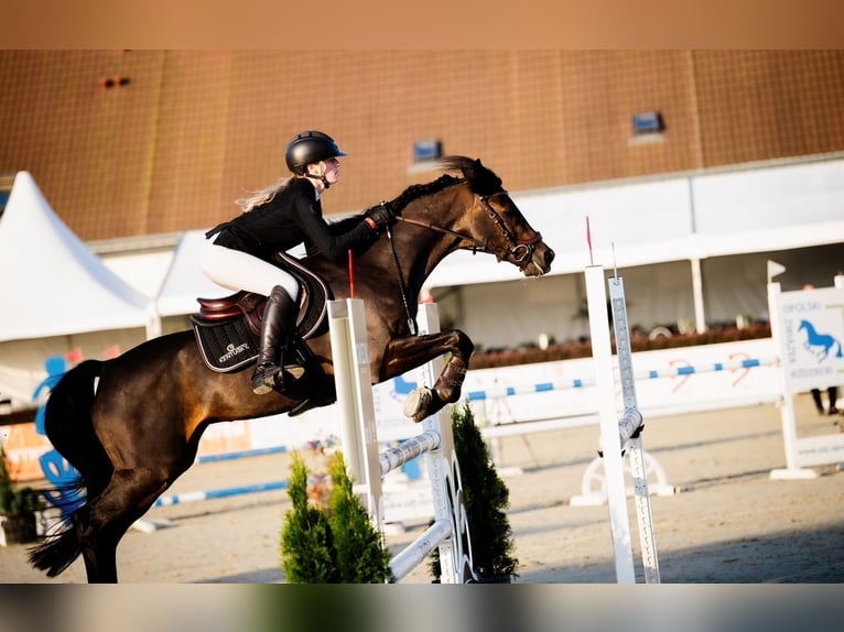 Deutsches Reitpony Wallach 15 Jahre 149 cm Schwarzbrauner in Strzelce Krajeńskie