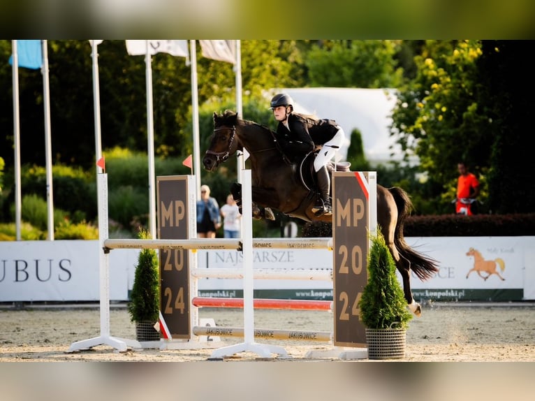 Deutsches Reitpony Wallach 15 Jahre 149 cm Schwarzbrauner in Strzelce Krajeńskie