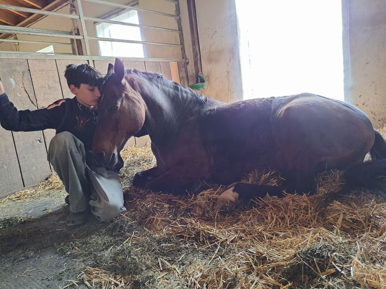 Deutsches Reitpony Wallach 15 Jahre 150 cm Dunkelbrauner in Bruckm&#xFC;hl