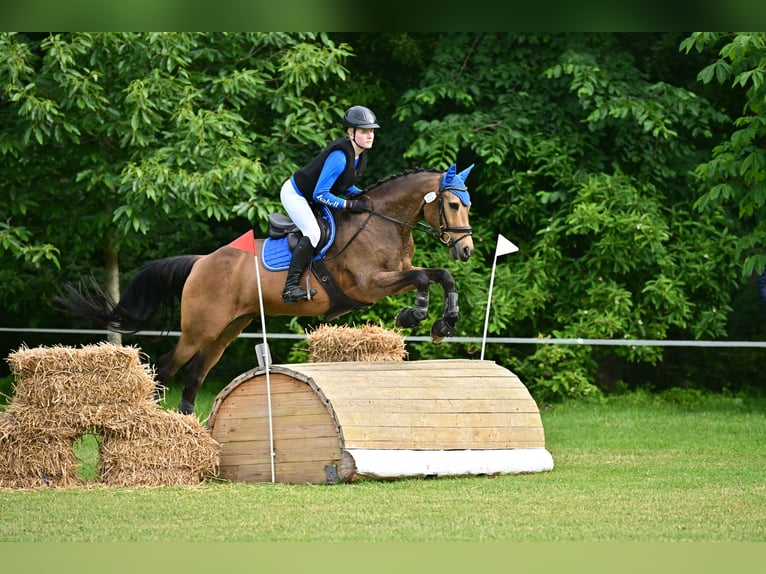 Deutsches Reitpony Wallach 15 Jahre 151 cm Falbe in Stadecken-Elsheim