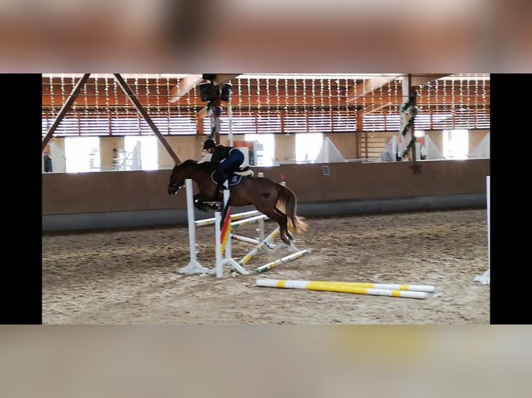 Deutsches Reitpony Mix Wallach 15 Jahre 152 cm Dunkelfuchs in Katzweiler