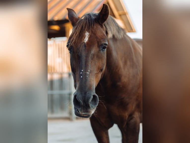 Deutsches Reitpony Mix Wallach 15 Jahre 152 cm Dunkelfuchs in Katzweiler