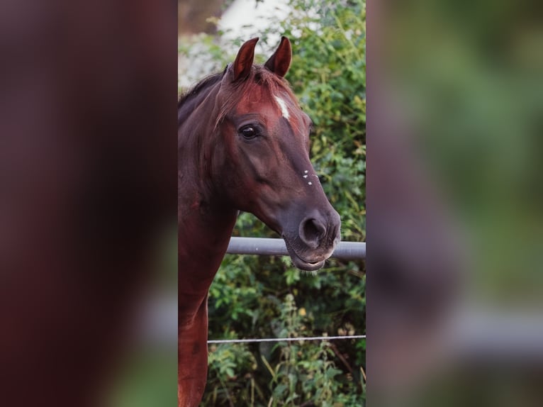 Deutsches Reitpony Mix Wallach 15 Jahre 152 cm Dunkelfuchs in Katzweiler