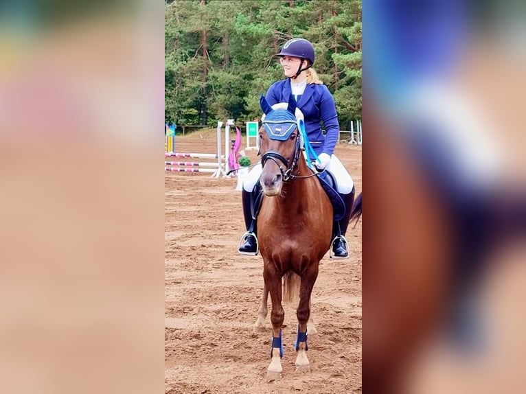 Deutsches Reitpony Mix Wallach 15 Jahre 152 cm Dunkelfuchs in Katzweiler