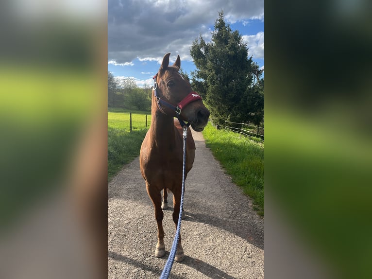 Deutsches Reitpony Mix Wallach 15 Jahre 152 cm Dunkelfuchs in Katzweiler