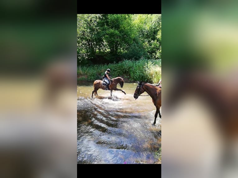 Deutsches Reitpony Mix Wallach 15 Jahre 152 cm Dunkelfuchs in Katzweiler