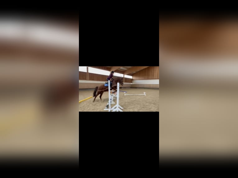 Deutsches Reitpony Wallach 15 Jahre 152 cm Fuchs in Geretsried/Gelting