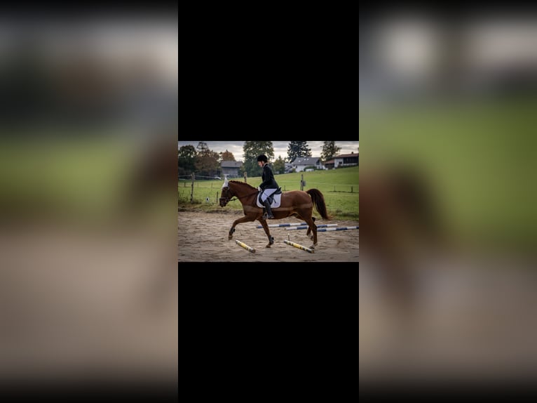 Deutsches Reitpony Wallach 15 Jahre 152 cm Fuchs in Geretsried/Gelting