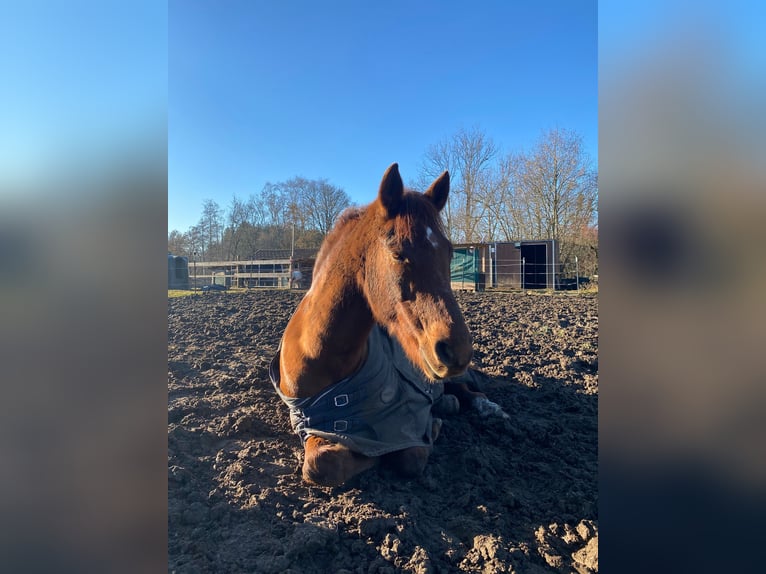 Deutsches Reitpony Wallach 15 Jahre 152 cm Fuchs in Geretsried/Gelting