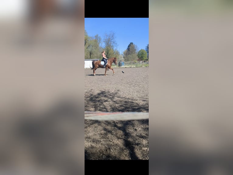 Deutsches Reitpony Wallach 15 Jahre 152 cm Fuchs in Geretsried/Gelting