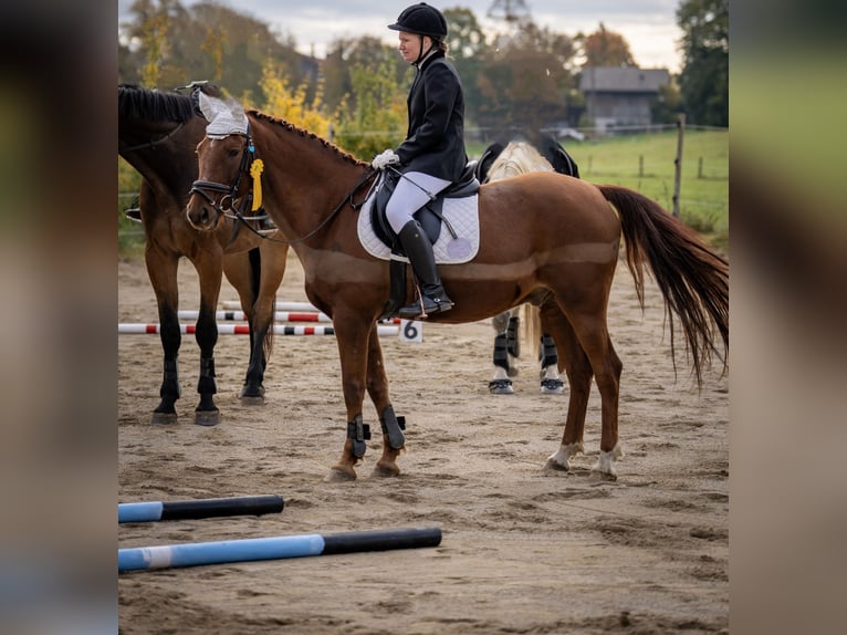 Deutsches Reitpony Wallach 15 Jahre 152 cm Fuchs in Geretsried/Gelting