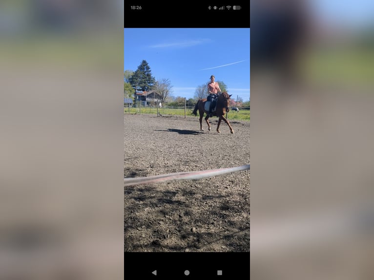 Deutsches Reitpony Wallach 15 Jahre 152 cm Fuchs in Geretsried/Gelting