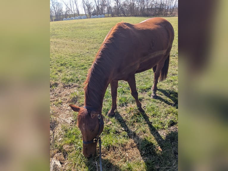 Deutsches Reitpony Wallach 15 Jahre 152 cm Fuchs in Geretsried/Gelting