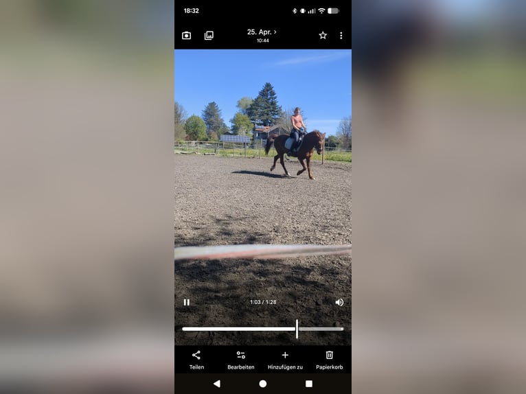 Deutsches Reitpony Wallach 15 Jahre 152 cm Fuchs in Geretsried/Gelting