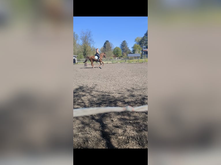 Deutsches Reitpony Wallach 15 Jahre 152 cm Fuchs in Geretsried/Gelting