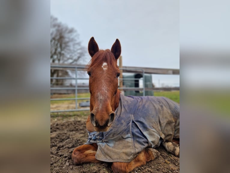 Deutsches Reitpony Wallach 15 Jahre 152 cm Fuchs in Geretsried/Gelting