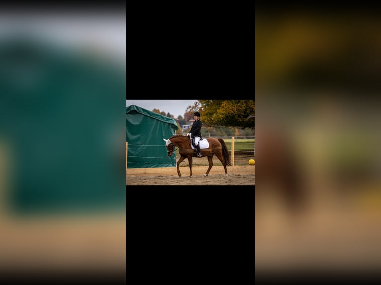 Deutsches Reitpony Wallach 15 Jahre 152 cm Fuchs in Geretsried/Gelting